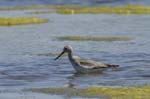 Chevalier_aboyeur_LeTeich_Parc_Ornithologique_mai2006_MI68110