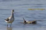 Chevalier_aboyeur_LeTeich_Parc_Ornithologique_mai2006_MI68448