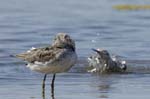 Chevalier_aboyeur_LeTeich_Parc_Ornithologique_mai2006_MI68450