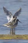 Chevalier_aboyeur_LeTeich_Parc_Ornithologique_mai2006_MI68452