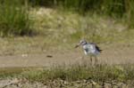 Chevalier_aboyeur_LeTeich_Parc_Ornithologique_mai2006_MI68455