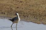 Chevalier_aboyeur_LeTeich_Parc_Ornithologique_mai2006_MI68547
