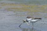 Chevalier_aboyeur_LeTeich_Parc_Ornithologique_mai2006_MI69029