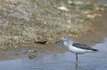 Chevalier_aboyeur_LeTeich_Parc_Ornithologique_mai2006_MI69035