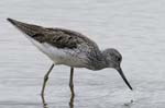Chevalier_aboyeur_LeTeich_Parc_Ornithologique_mai2006_MI69735