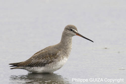 Chevalier_arlequin_hiver_LeTeich_Parc_Ornithologique_Septembre2006_JN64765