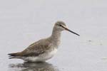 Chevalier_arlequin_hiver_LeTeich_Parc_Ornithologique_Septembre2006_JN64765