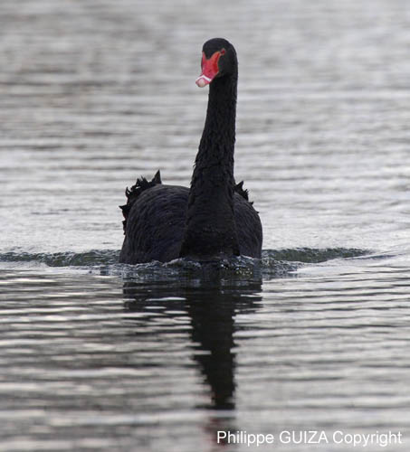 Cygne_noir_Bois_Vincennes_Lac_Minimes_2mars2006__FE64195