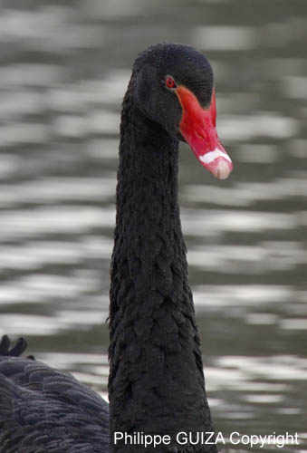 Cygne_noir_Bois_Vincennes_Lac_Minimes_2mars2006__FE64203