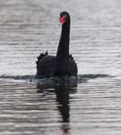 Cygne_noir_Bois_Vincennes_Lac_Minimes_2mars2006__FE64195