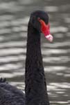Cygne_noir_Bois_Vincennes_Lac_Minimes_2mars2006__FE64203
