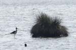 Echasse_blanche_LeTeich_Parc_Ornithologique_mai2006_MI69254