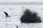 Echasse_blanche_LeTeich_Parc_Ornithologique_mai2006_MI69264