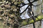 Geai_des_Chenes_Bois_Vincennes_Lac_Minimes_23mars2006_MR69028