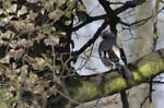Geai_des_Chenes_Bois_Vincennes_Lac_Minimes_23mars2006_MR69029