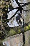 Geai_des_Chenes_Bois_Vincennes_Lac_Minimes_23mars2006_MR69030