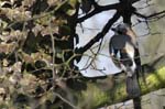 Geai_des_Chenes_Bois_Vincennes_Lac_Minimes_23mars2006_MR69031