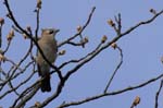 Geai_des_chenes_Bois_Vincennes_La_Minimes_4avril2006__MR69560