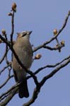 Geai_des_chenes_Bois_Vincennes_La_Minimes_4avril2006__MR69567