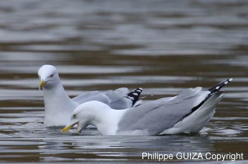 Goeland_Argente_Bois_Vincennes_Lac_Minimes_2mars2006__FE64331