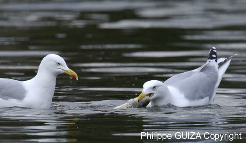 Goeland_Argente_Bois_Vincennes_Lac_Minimes_2mars2006__FE64334