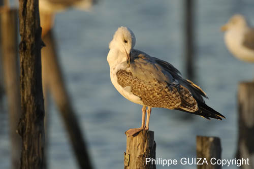 Goeland_argente_LeTeich_Par_Ornithologique_Septembre2006_JN61854