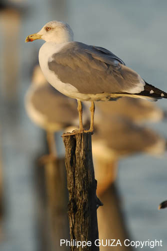 Goeland_argente_LeTeich_Par_Ornithologique_Septembre2006_JN61858