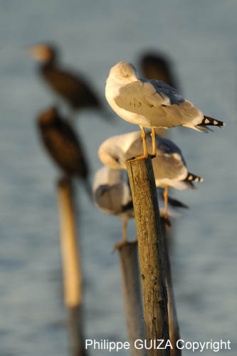 Goeland_argente_LeTeich_Par_Ornithologique_Septembre2006_JN61862