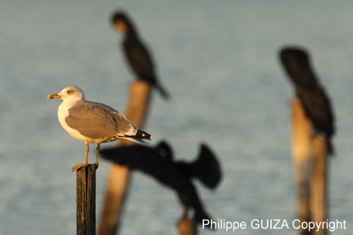 Goeland_argente_LeTeich_Par_Ornithologique_Septembre2006_JN61887