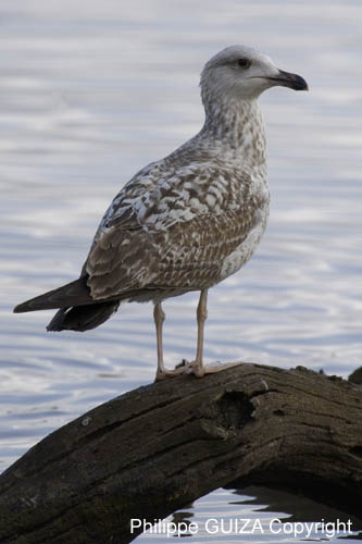 Goeland_argente_LeTeich_Parc_Ornithologique_avril2006_MR61859