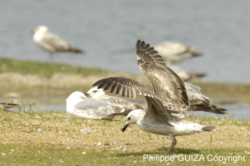 Goeland_argente_LeTeich_Parc_Ornithologique_mai2006_MI68950