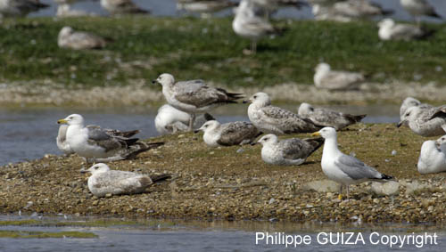 Goeland_argente_LeTeich_Parc_Ornithologique_mai2006_MI69062