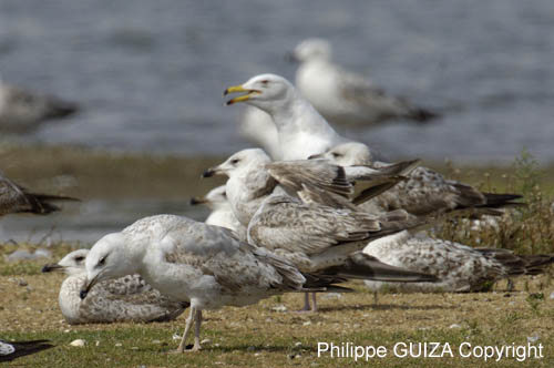 Goeland_argente_LeTeich_Parc_Ornithologique_mai2006_MI69066