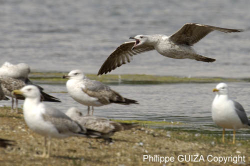 Goeland_argente_LeTeich_Parc_Ornithologique_mai2006_MI69100