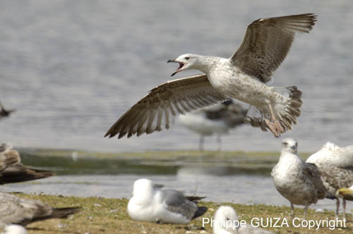 Goeland_argente_LeTeich_Parc_Ornithologique_mai2006_MI69102