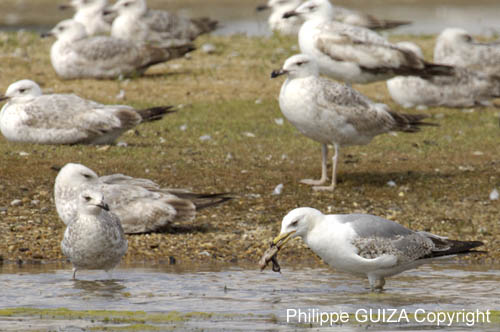 Goeland_argente_LeTeich_Parc_Ornithologique_mai2006_MI69109