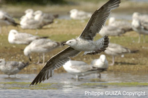 Goeland_argente_LeTeich_Parc_Ornithologique_mai2006_MI69112