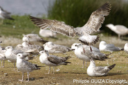 Goeland_argente_LeTeich_Parc_Ornithologique_mai2006_MI69114