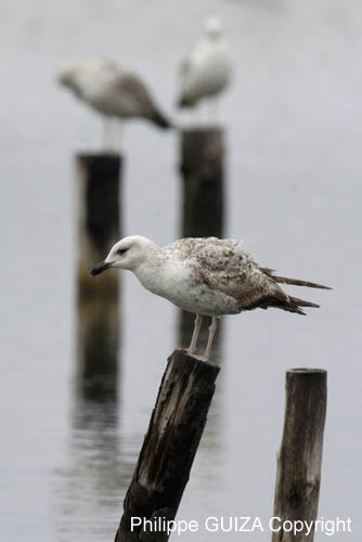 Goeland_argente_LeTeich_Parc_Ornithologique_mai2006_MI69607