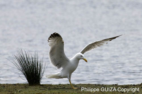Goeland_argente_LeTeich_Parc_Ornithologique_mai2006_MI69792