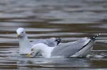 Goeland_Argente_Bois_Vincennes_Lac_Minimes_2mars2006__FE64331