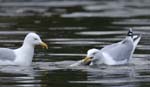 Goeland_Argente_Bois_Vincennes_Lac_Minimes_2mars2006__FE64334