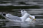 Goeland_Argente_Bois_Vincennes_Lac_Minimes_2mars2006__FE64336