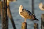 Goeland_argente_LeTeich_Par_Ornithologique_Septembre2006_JN61854