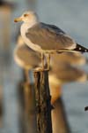 Goeland_argente_LeTeich_Par_Ornithologique_Septembre2006_JN61858