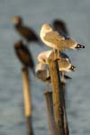 Goeland_argente_LeTeich_Par_Ornithologique_Septembre2006_JN61862