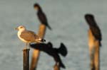 Goeland_argente_LeTeich_Par_Ornithologique_Septembre2006_JN61887