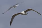 Goeland_argente_LeTeich_Parc_Ornithologique_avril2006_MR61858