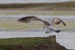 Goeland_argente_LeTeich_Parc_Ornithologique_mai2006_MI68902