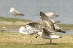 Goeland_argente_LeTeich_Parc_Ornithologique_mai2006_MI68950